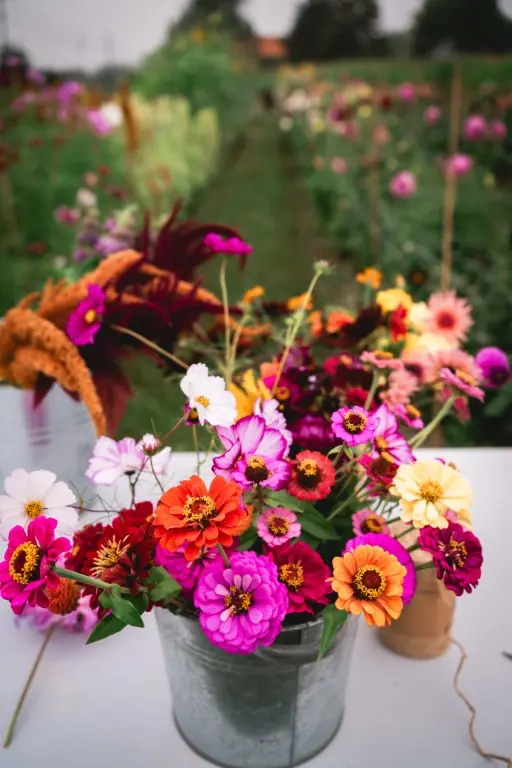 emmers vol kleurige bloemen biologische bloemen zinnia kosmos amarant